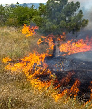  Şiddetli kuraklık. Orman yangınları kuru rüzgar tamamen orman ve bozkır yok. Doğa ve bölgenin ekonomi için düzenli hasar Ukrayna için felaket getiriyor.