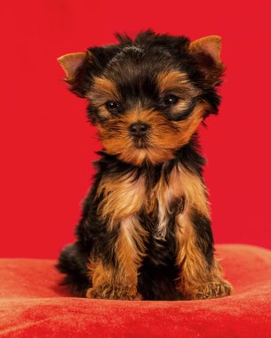 Yorkirsky korkunç Studio siyah bir arka plan. Bir güzel safkan köpek kılı köpek gösteri ile büyüleyici. Seçici odak ile