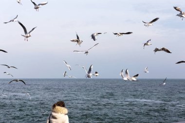 İnsanları martılar deniz kıyısında bir sürü kışın beslemek. Denize yakın çekim üzerinde bir sürü deniz martı. Martılar denize kış sahilde. Martılar uçuş gıda insanların elinden yakalamak