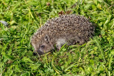 Doğal yaşam alanı içinde yeşil çimenlerin üzerinde genç kirpi
