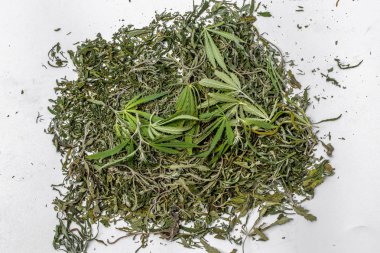 Yeşil bitki kök dallarda marihuana bırakır. Kenevir. Narkotik bitkiler. Bitki büyümesi için yasaktır. Sığ derinlik-in tarla. Seçici odak. Tasarım sosyal reklam için arka plan resmi