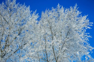 Güzel kış manzara sahne arka plan zekâ kar ağaçlar ve buz nehir kaplı. Güzellik güneşli kış zemin. Harikalar. Snowy orman ayaz ağaçlarda. Sakin kış doğa güneş ışığı altında