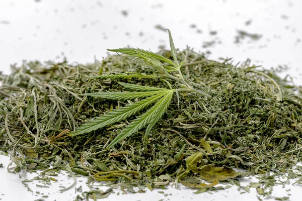 Gröna Blad Marijuana Anläggningen Stammen Grenar Hampa Narkotiska Växter Förbjudet — Stockfoto