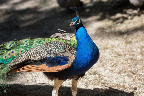 Ritratto Bellissimo Pavone Con Piume Bellissimo Pavone Indiano Con Piume — Foto Stock