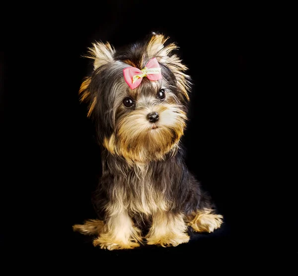 Yorkirsky Terrier Estúdio Fundo Preto Encantador Com Belo Pêlo Cão — Fotografia de Stock