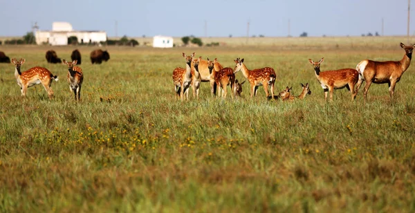 Bir Vahşi Doğa Bozkır Içinde Benekli Geyik Sürüsü Geyik Cervus — Stok fotoğraf