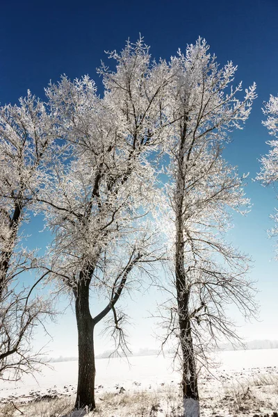 Kış Karla Kaplı Yol Ağaçlar Buz Kar Karla Kaplı Yolun — Stok fotoğraf