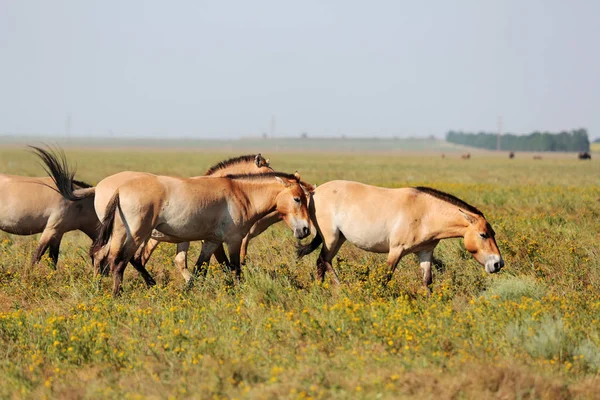 Herd Przewalski Horses Askania Nova Graze Freely Ukrainian Steppe Przewalski — Stock Photo, Image