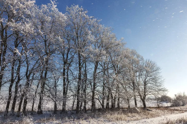 Mooie Winter Landschap Scène Achtergrond Wit Sneeuw Bedekt Bomen Ijs — Stockfoto