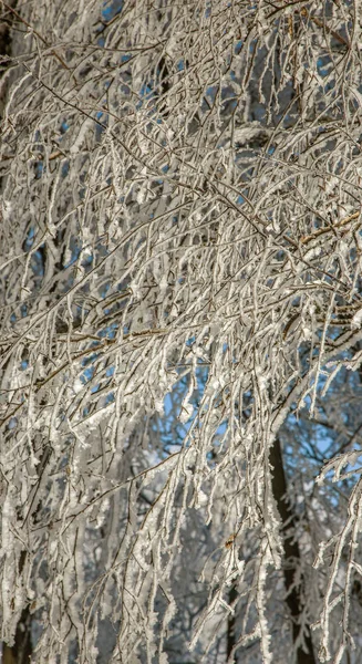 Schöne Winterlandschaft Szene Hintergrund Mit Schneebedeckten Bäumen Und Eis Fluss — Stockfoto