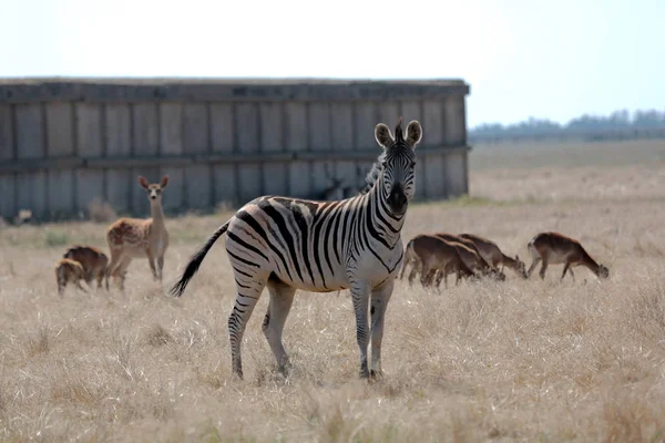 Cebra Pastando Los Pastos Vivo Safari Desierto Nacional Bio Askania —  Fotos de Stock