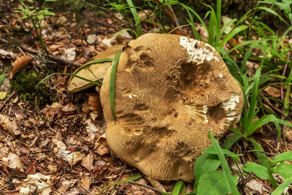 Съедобные Грибы Boletus Лесной Листве Осеннее Солнце Съедобные Дары — стоковое фото