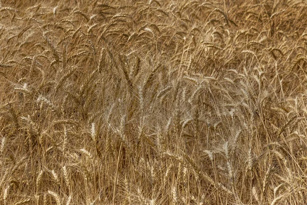 Moget Torrt Vetefält Före Skörd Gyllene Moget Vete Faller Och — Stockfoto