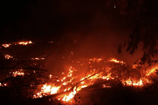森林火災 倒れた木が焼けて煙時の地面の多くの Vildfire 火災は すべて去ることだけ焦げた木とアッシュを破棄します 森が燃えては自然災害です 森林火災の可視化 — ストック写真