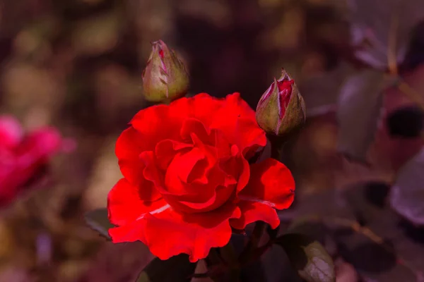 City Garden Röd Ros Blomma Med Vatten Droppar Grönt Gräs — Stockfoto