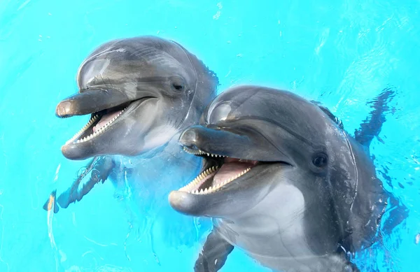 Delfín Hermoso Alegre Sonriendo Agua Azul Piscina Día Soleado Claro —  Fotos de Stock