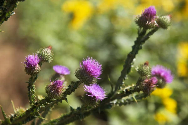 Blessed Flowers Milk Thistle Marie Scottish Thistle Mary Thistle Marian — Stock Photo, Image