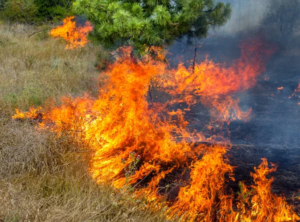 Seca Severa Incêndios Florestais Vento Seco Destroem Completamente Floresta Estepe — Fotografia de Stock