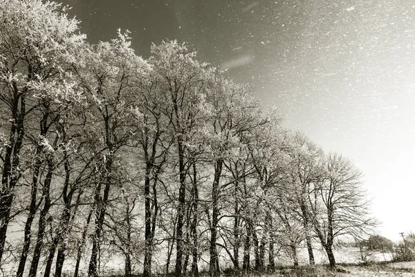 雪に覆われた冬の道 霜や雪に覆われた道路の脇に雪の木 冷ややかな晴れた冬の日の明るく雪に覆われた冬の風景 — ストック写真