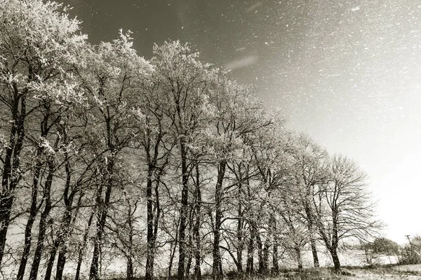 Winter Sneeuw Bedekte Weg Bomen Vorst Sneeuw Aan Kant Van — Stockfoto