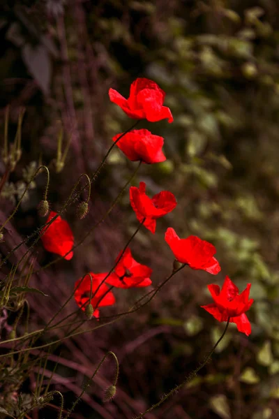 Fleurs Coquelicot Rouge Fleurit Sur Champ Sauvage Beau Champ Coquelicots — Photo