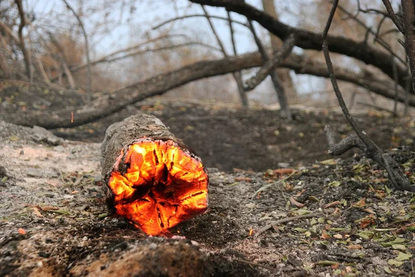 Feu Forêt Arbre Tombé Est Brûlé Sur Sol Beaucoup Fumée — Photo
