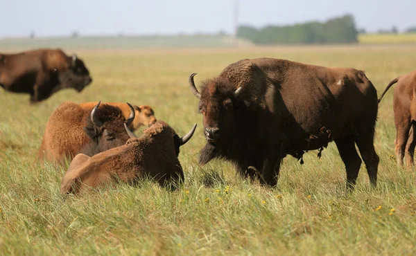 Beautiful Herd Buffaloes Resting High Grass National Safari Park Oskaniya — Stock Photo, Image