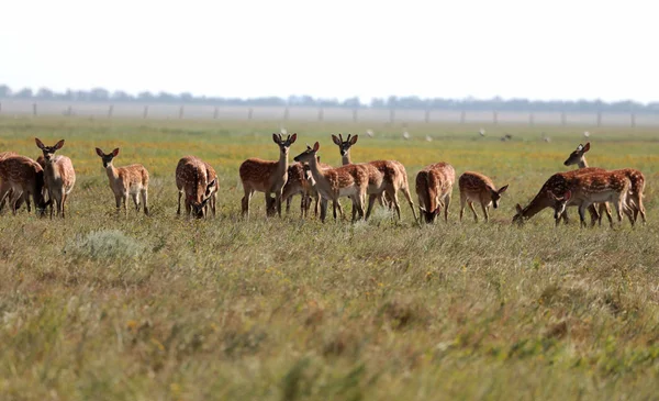 Una Manada Ciervos Manchados Una Estepa Salvaje Ciervo Cervus Nippon —  Fotos de Stock