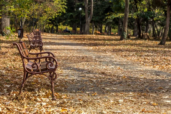 Wooden benches from the city park in the autumn colorful fallen leaves with sunny autumn day. City park in autumn