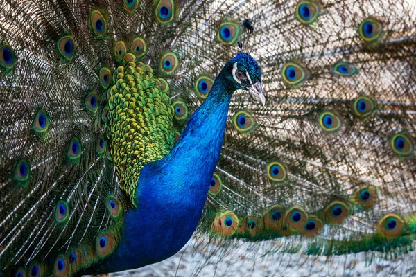 Portrait Beautiful Peacock Feathers Beautiful Indian Peacock Bright Feathers Tail — Stock Photo, Image