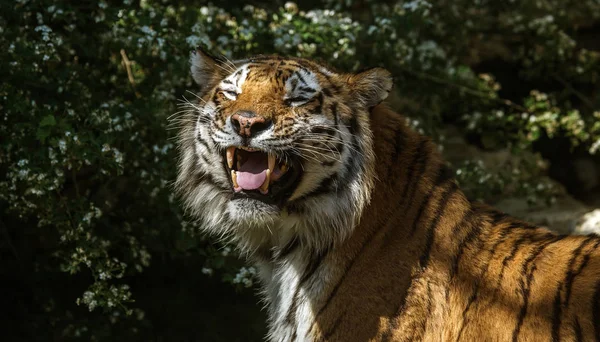 Tigre Siberiana Amur Nel Recinto Dello Zoo Bellissimi Animali Selvatici — Foto Stock