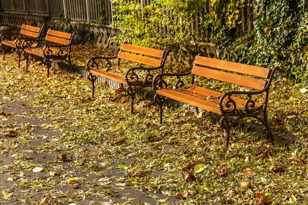 Wooden Benches City Park Autumn Colorful Fallen Leaves Sunny Autumn — Stock Photo, Image