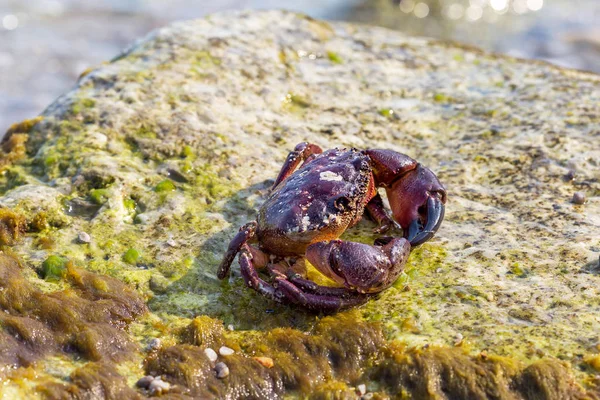 European green crab. Crab surrounded by seaweed. Sea wave flooded sitting on a stone crab in bright sunlight