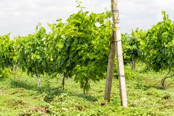 Green Vineyard Blue Sky Ukraine Vineyards Small Grapes Field Blue — Stock Photo, Image