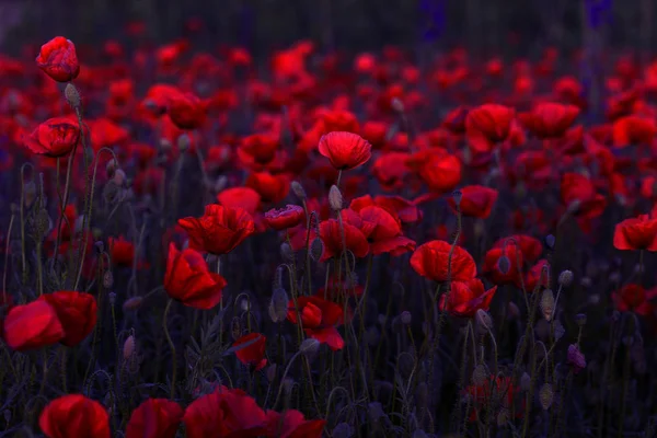 Blommor Röd Vallmo Blomma Vilda Fält Vackra Fält Röd Vallmo — Stockfoto