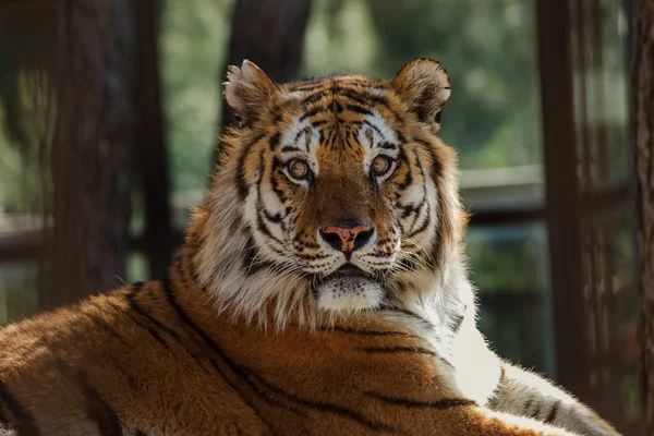 Szibériai Amur Tigris Zárt Állatkertben Gyönyörű Vadon Élő Állatok Fogságban — Stock Fotó