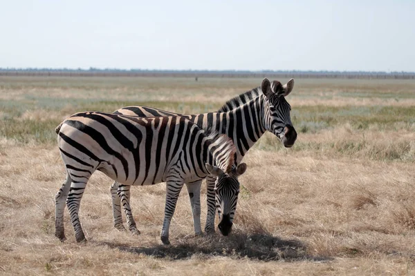 Pâturage Zèbre Sur Les Pâturages Vivo Safari Dans Désert National — Photo