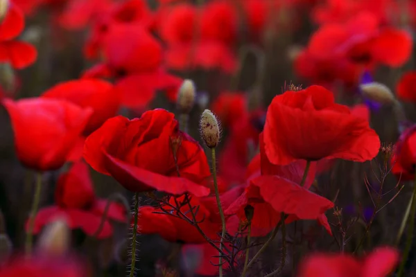 無人の野の花が赤いケシ 選択的なフォーカスを持つ美しいフィールド赤いケシ 柔らかな光で赤いケシの花 赤いケシの空き地 調子を整えます 暗い低いキーで創造的な処理 — ストック写真