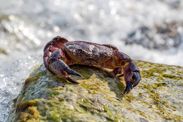 Evropská Zelená Krab Krab Obklopené Mořských Řas Mořská Vlna Zaplavila — Stock fotografie