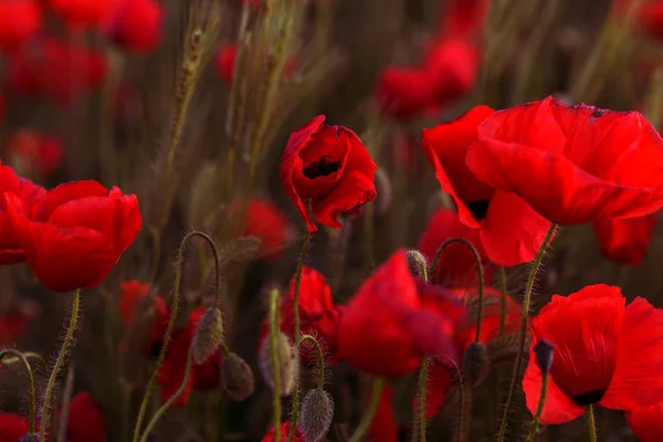 無人の野の花が赤いケシ 選択的なフォーカスを持つ美しいフィールド赤いケシ 柔らかな光で赤いケシの花 赤いケシの空き地 調子を整えます 暗い低いキーで創造的な処理 — ストック写真