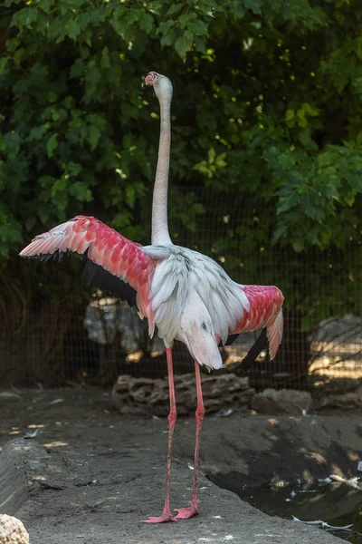美丽的沼泽明亮的鸟 粉红色火烈鸟特写镜头在动物园的鸟舍道 美洲粉红火烈鸟是凤凰科唯一的属 — 图库照片