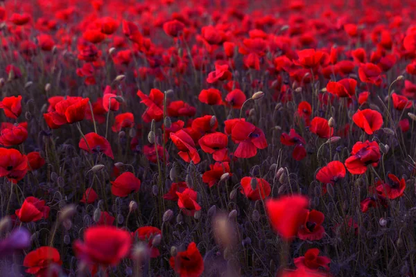 Vahşi Alanda Çiçek Kırmızı Haşhaş Çiçeği Seçici Odak Ile Güzel — Stok fotoğraf