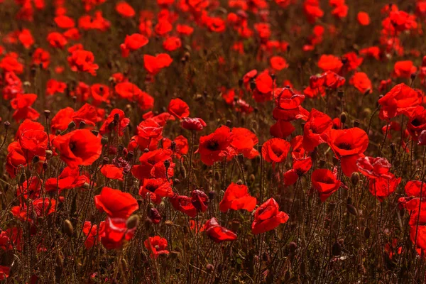 Fiori Papavero Rosso Sul Campo Primavera Giorno Sole Lucente — Foto Stock