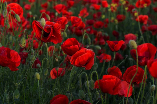 Fiori Papaveri Rossi Fioriscono Sul Campo Selvatico Bellissimi Papaveri Rossi — Foto Stock