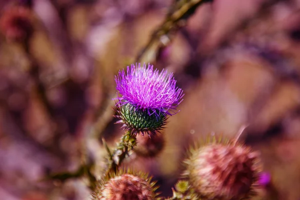 Blessed flowers of milk thistle. Marie Scottish thistle, Mary Thistle, Marian Cardus. Milk thistle flower toned in fashionable color tone treatment. Selective focus