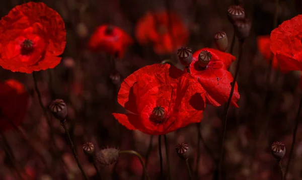 Vahşi Alanda Çiçek Kırmızı Haşhaş Çiçeği Seçici Odak Ile Güzel — Stok fotoğraf