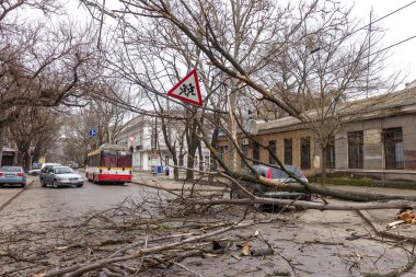 Odessa, Ukrayna - 31 Mart 2018: ağır yağmur ve fırtına winds bir kaza neden - yaşlı bir ağaç arabaya bir fırtına sırasında düştü. Kasırga sonuçları. Ağaç makinelerde düştü ve onlara zarar