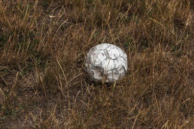Eski yıpranmış eski püskü ve yırtık futbol topu kırsal alanında stadyumu terk edilmiş. Eski sildi su kuyusu-damat stadyum üzerinde ovuşturdu, yıpranmış, ile yırtık delik şımarık deri topu. Eski deri topun çimenlerin üzerinde