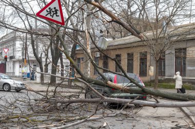 Odessa, Ukrayna - 31 Mart 2018: ağır yağmur ve fırtına winds bir kaza neden - yaşlı bir ağaç arabaya bir fırtına sırasında düştü. Kasırga sonuçları. Ağaç makinelerde düştü ve onlara zarar
