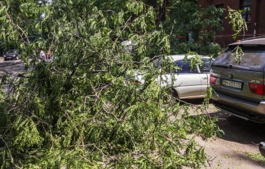 Odessa, Ukrayna - 12 Temmuz 2018: bir kaza - eski bir ağaç düştü bir kasırga sırasında araçların bir satırda neden ağır yağmur ve fırtına rüzgar. Kasırga sonuçları. Ağaç makinelere düştü